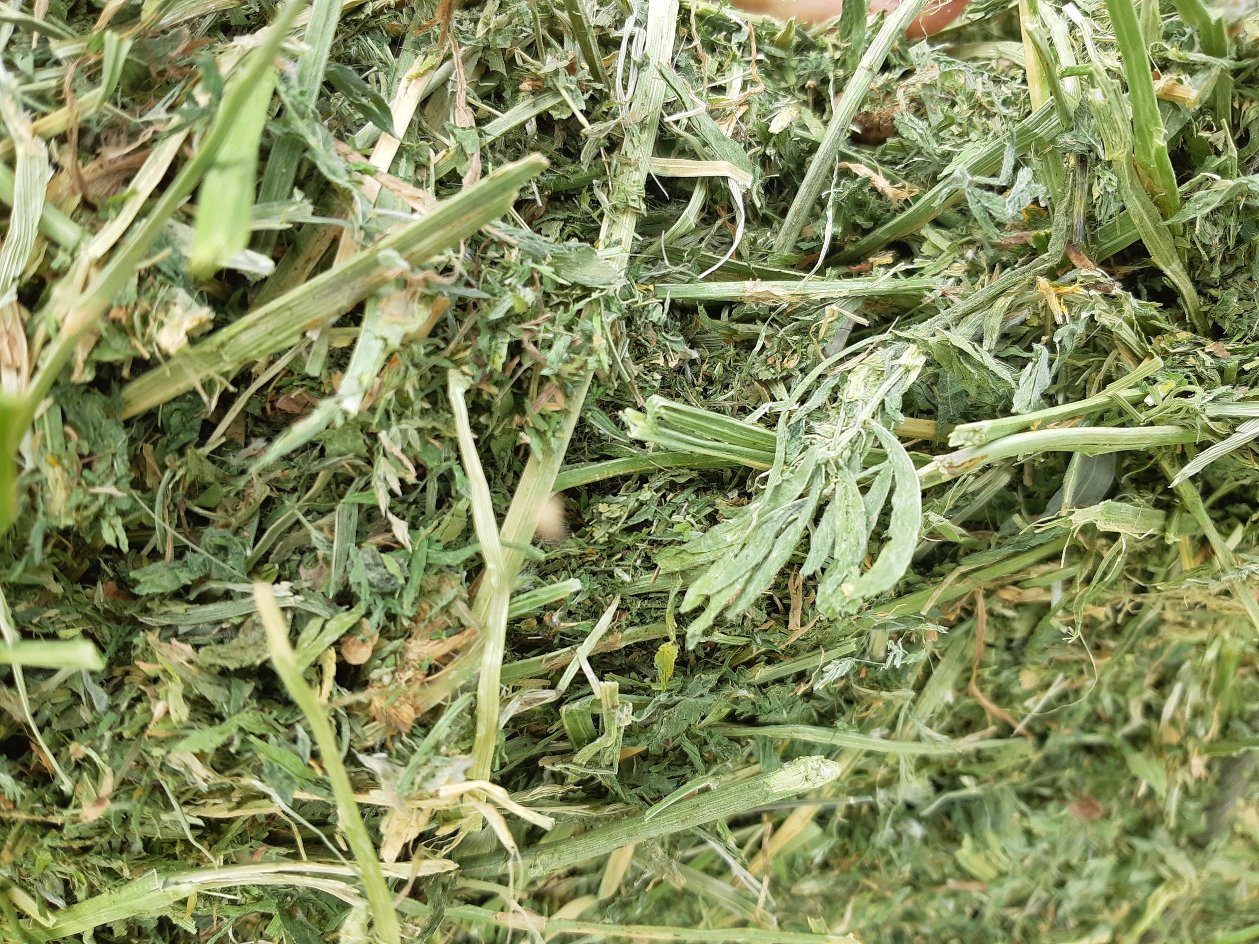 Dehydrated Alfalfa - Spain Select