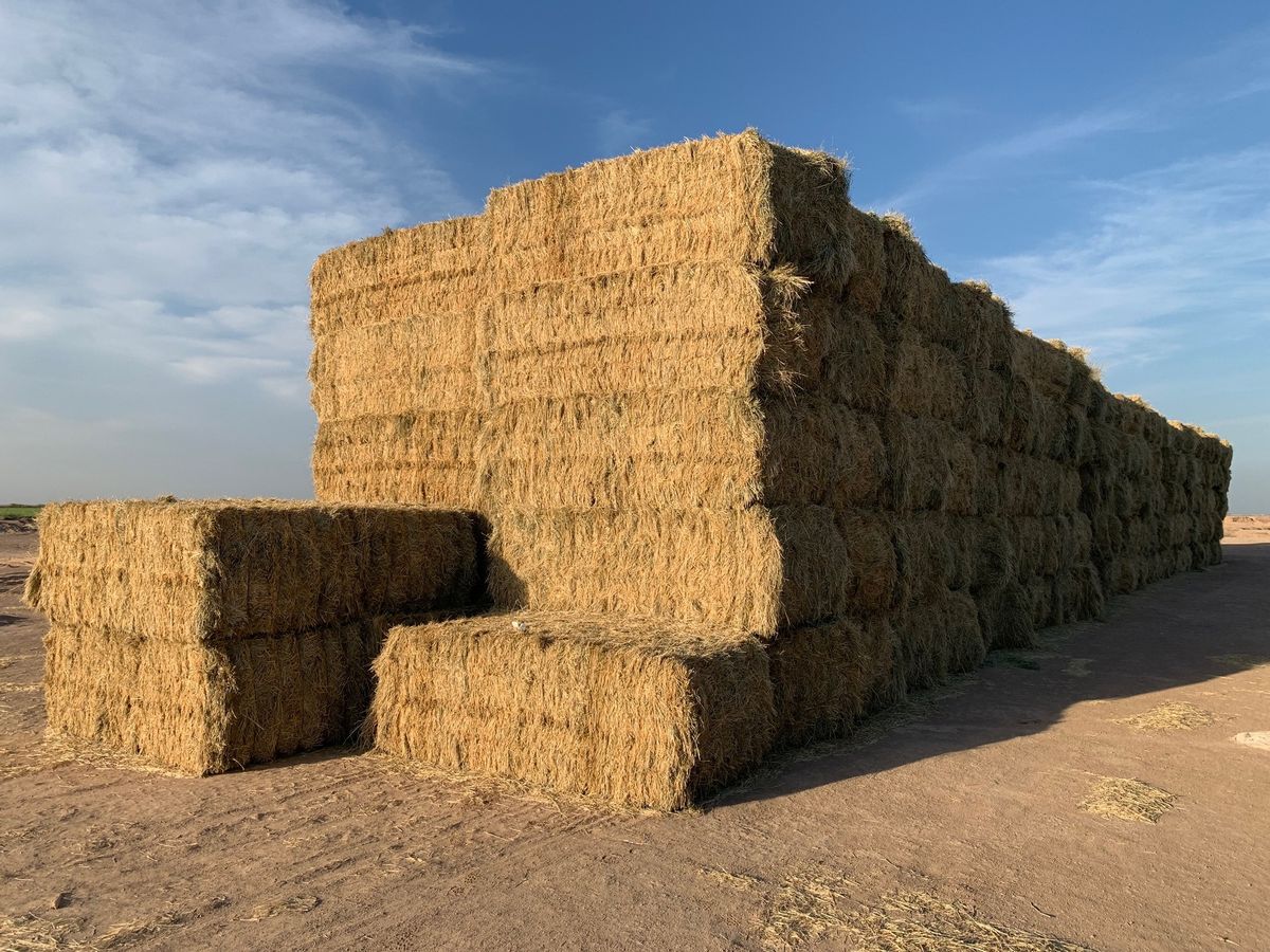 Wheat Hay